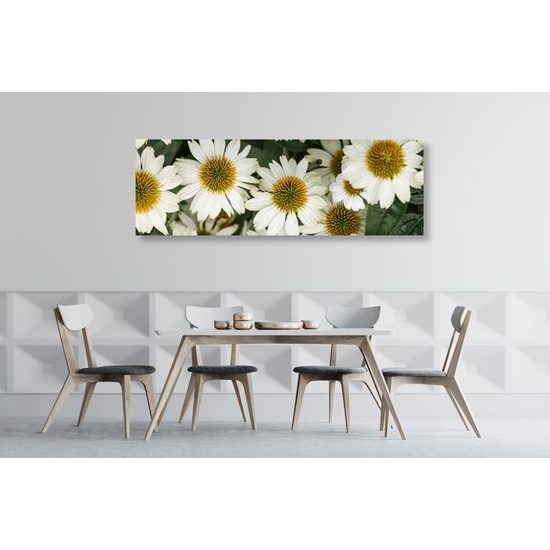 Obraz kvety liečivého harmančeka