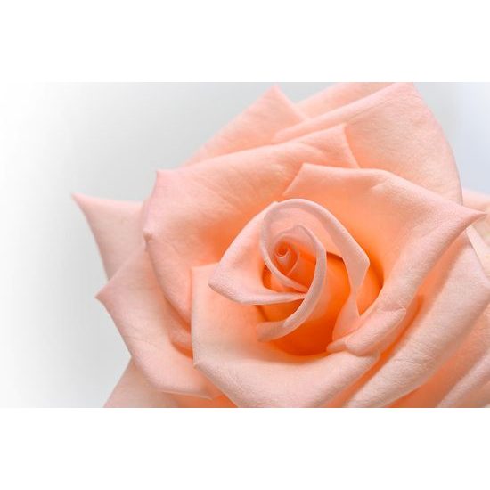 Okúzľujúca fototapeta broskyňovo sfarbená ruža