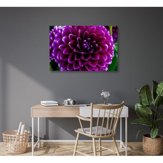 Obraz ohromný kvet v purpurových farbách