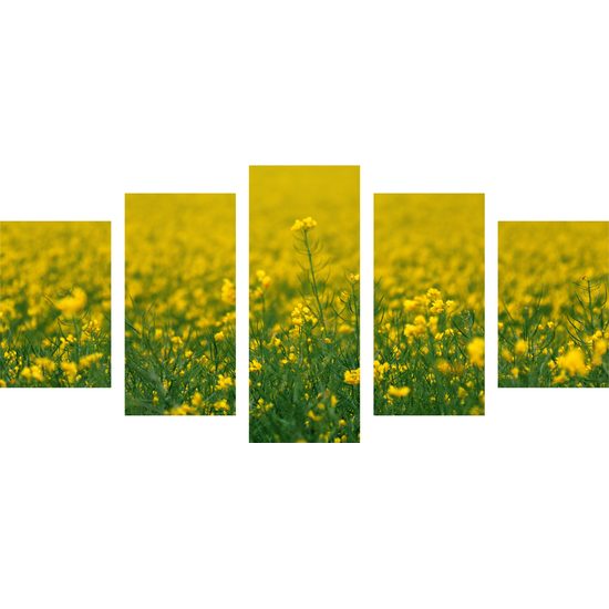 5-dielny obraz rozkvitnutá lúka