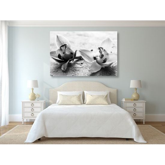 Obraz nádherné kvety orchidey v čiernobielom prevedení
