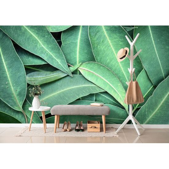 Samolepiaca fototapeta eukalyptové listy