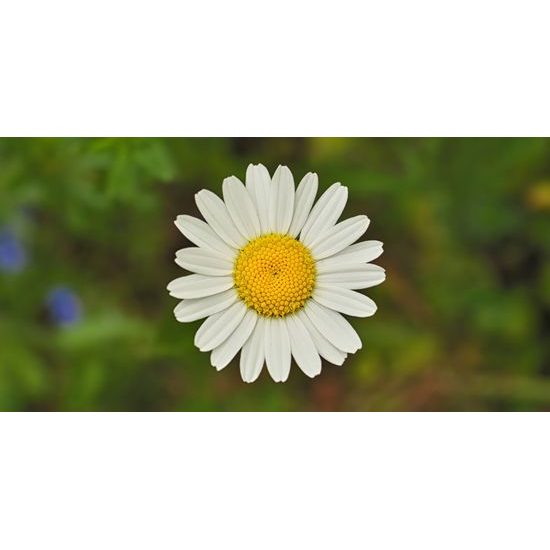 Obraz krásny lúčny kvet