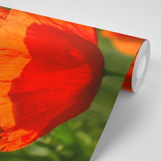 Krásna samolepiaca tapeta divý mak