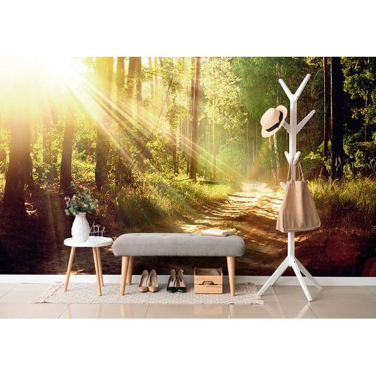 Samolepiaca fototapeta lúče slnka medzi stromami
