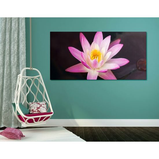 Obraz nádherný ružový lotosový kvet