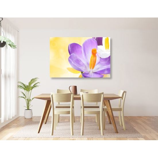 Obraz nežný šafrán