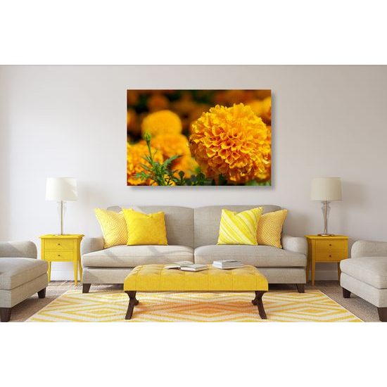 Obraz oranžový nechtík