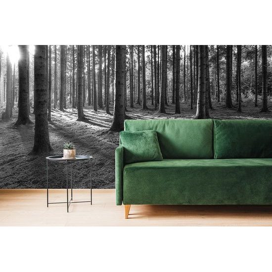 Samolepiaca fototapeta čiernobiele kúzlo ranného lesa