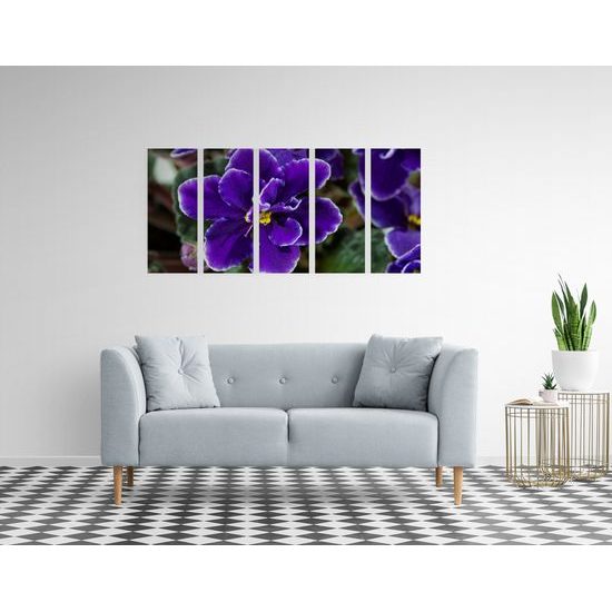 5-dielny obraz kvitnúca fialka