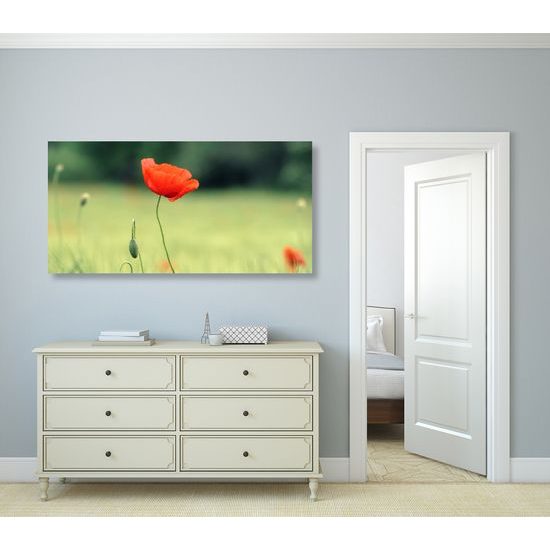 Obraz červený mak uprostred lúky