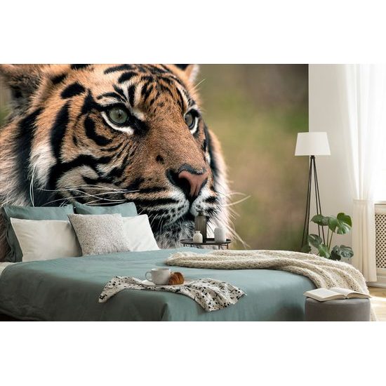 Fototapeta sústredený pohľad tigra