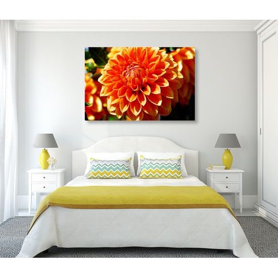Obraz oranžová dychberúca dália