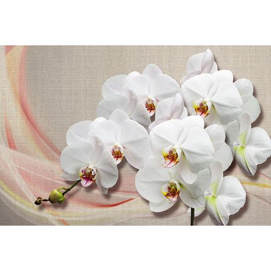 Tapeta krása bielej orchidey na plátne