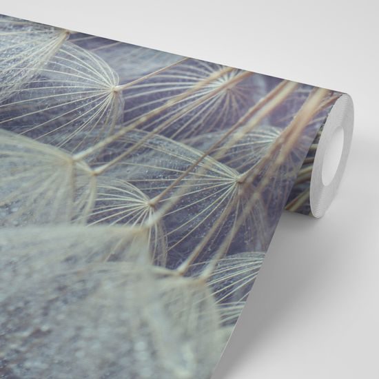 Nádherná samolepiaca fototapeta detail púpavy s kvapkami rosy