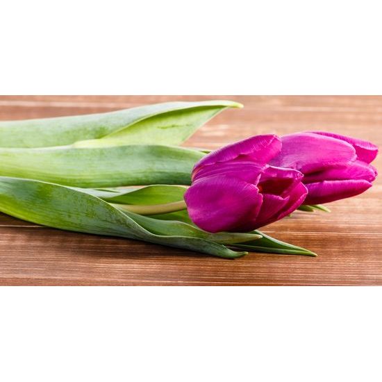 Obraz nádherné fialové tulipány