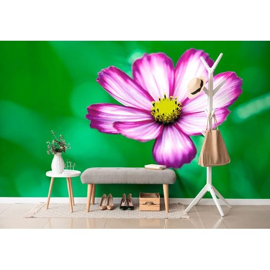 Samolepiaca fototapeta osamotený kvet krasuľky