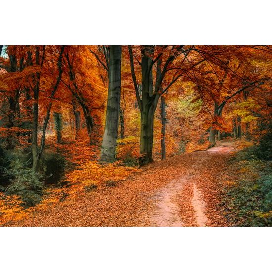 Obraz lístie v jesenných farbách