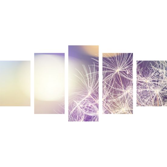 5-dielny obraz krása rozkvitnutej púpavy