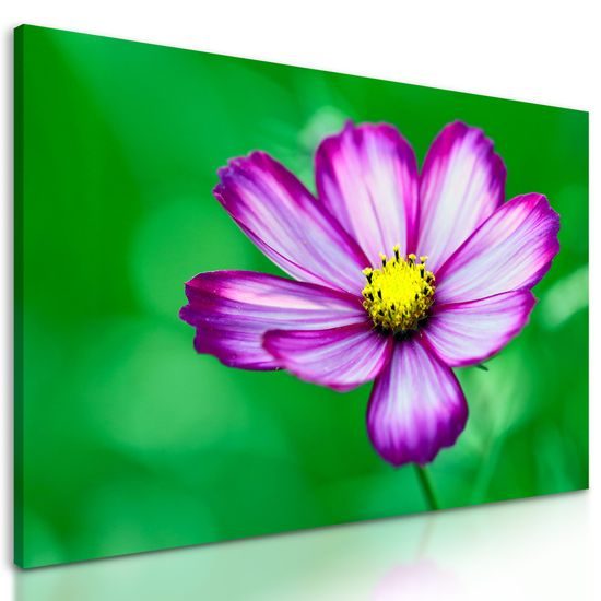 Obraz jedinečný kvet krasuľky