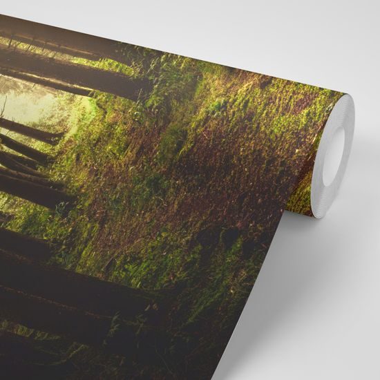 Fototapeta les v ranných lúčoch slnka