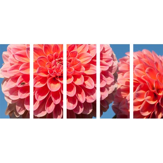 5-dielny obraz romantická ružová dália