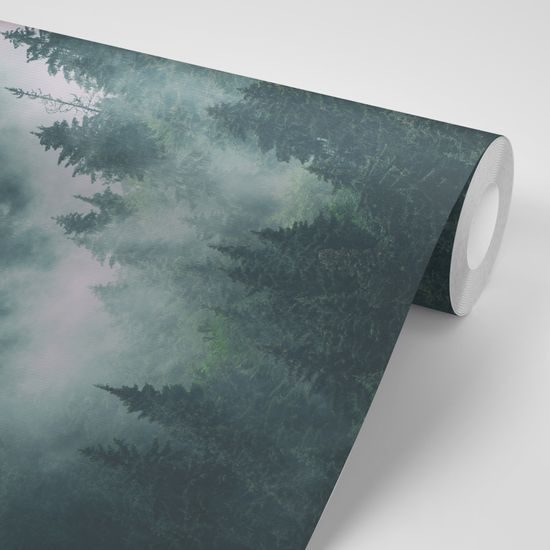 Samolepiaca fototapeta stromy zahalené do hmly