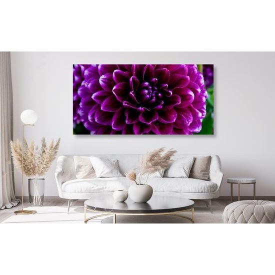 Obraz ohromný purpurový kvet
