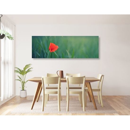 Obraz osamelý vlčí mak na lúke