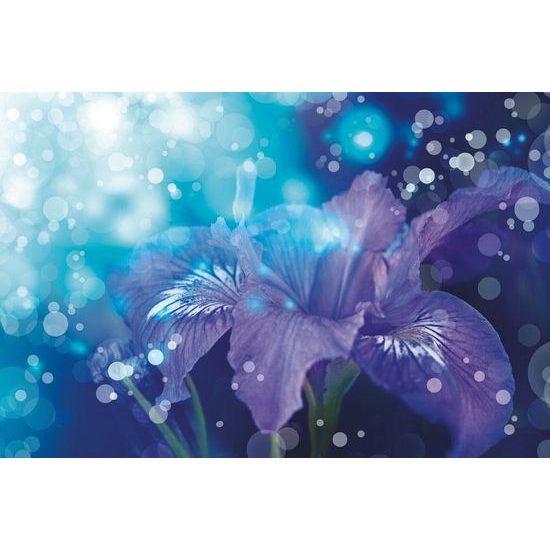 Tapeta magická ľalia