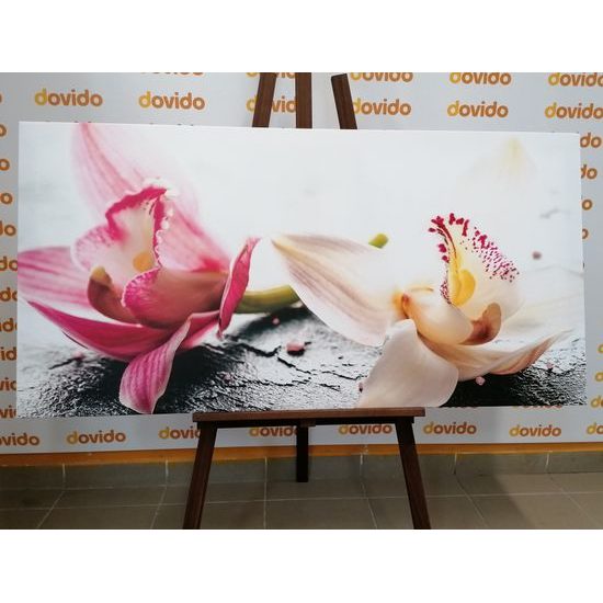 Obraz nádherné farebné kvety orchidey