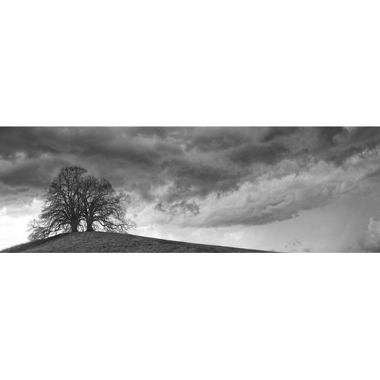 Obraz stromy na vrchole kopca v čiernobielom prevedení