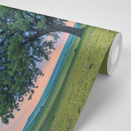 Originálna samolepiaca fototapeta mohutný dub