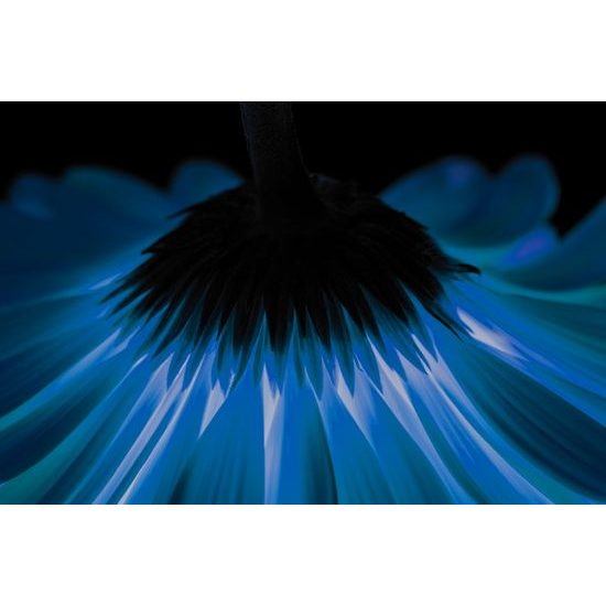 Obraz tajuplná modrá gerbera