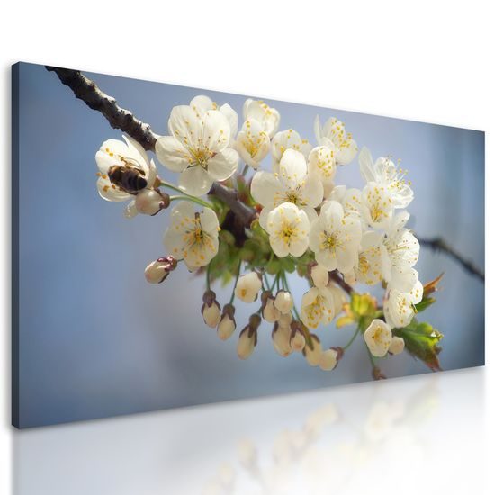 Obraz rozkvitnutá čerenšňa