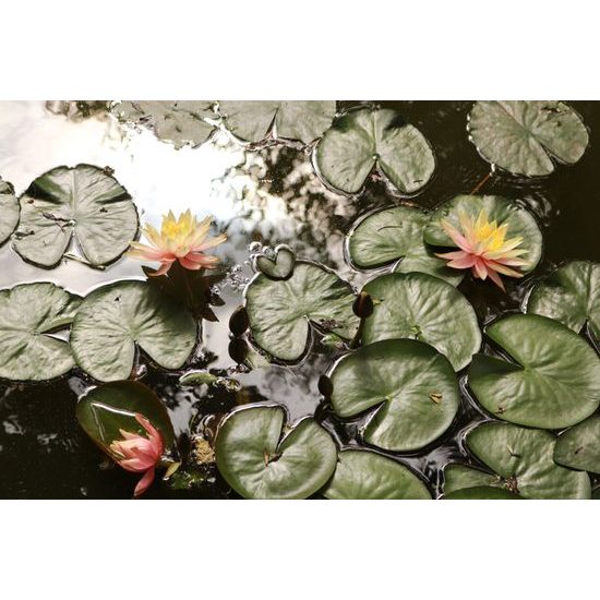 Samolepiaca fototapeta rybník s lotosovými kvetmi