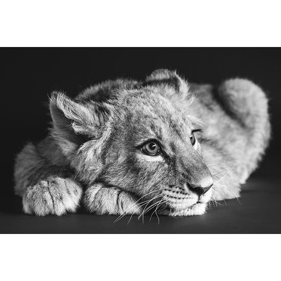 Fototapeta čiernobiele roztomilé levíča
