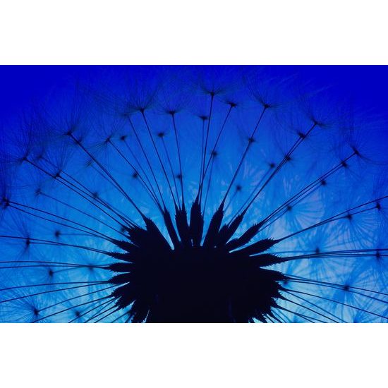 Obraz abstraktná nočná púpava