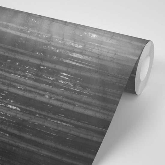 Nádherná čiernobiela samolepiaca fototapeta lúče slnka medzi stromami