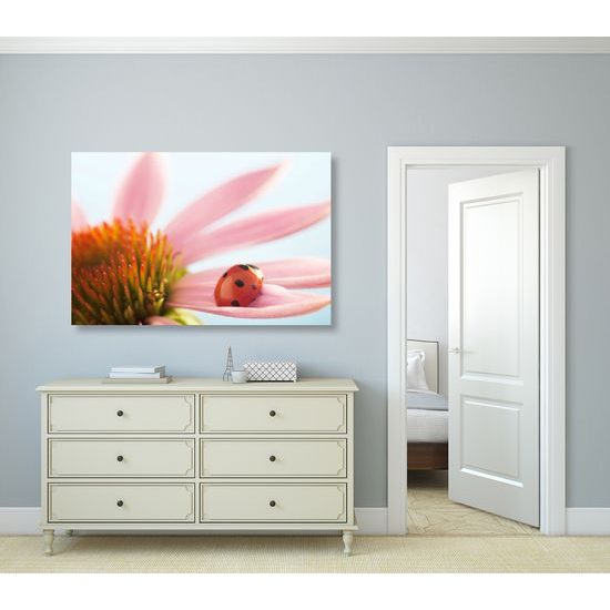 Obraz lienka na lupienku kvetu