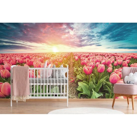 Tapeta východ slnka nad tulipánovým poľom