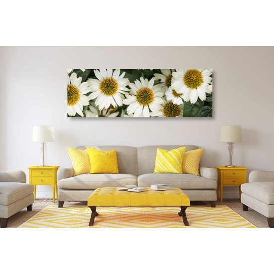 Obraz kvety liečivého harmančeka