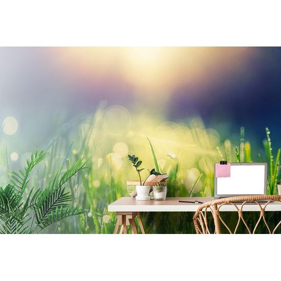 Samolepiaca tapeta ranná rosa na tráve