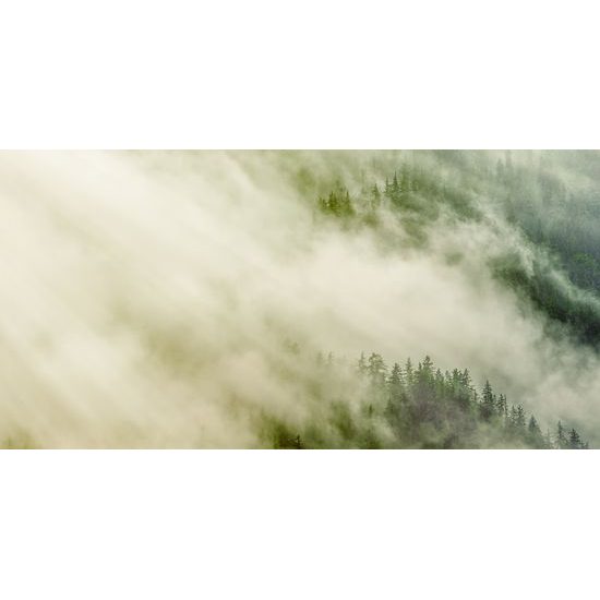Obraz les zahalený do hmly