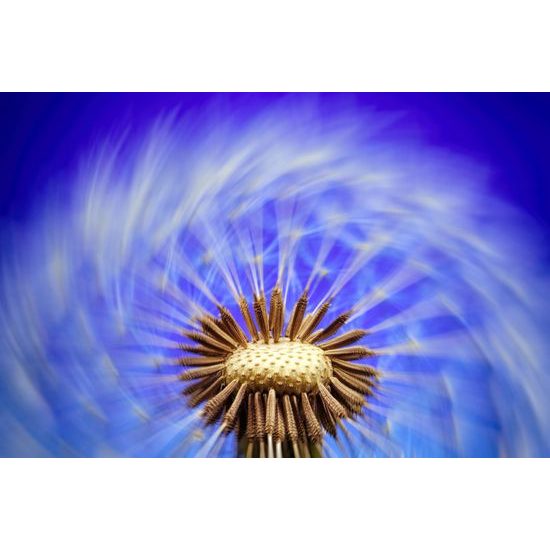 Samolepiaca tapeta neobyčajná púpava s fialovým pozadím