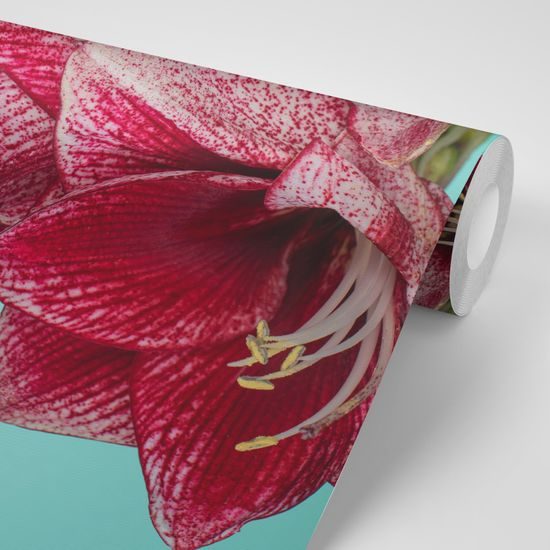 Samolepiaca fototapeta okúzľujúci kvet amarylky