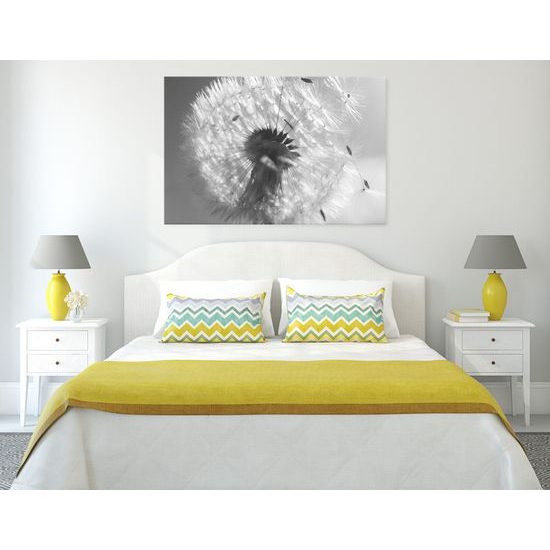 Obraz púpava v rozkvete v čiernobielom prevedení