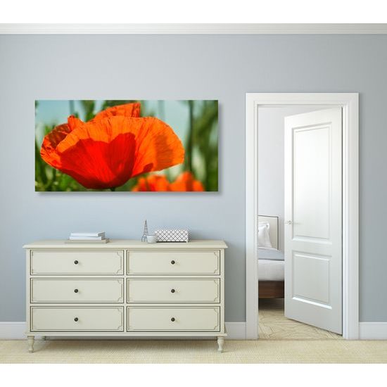 Obraz nádherný mak