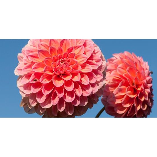 Obraz romantická ružová dália