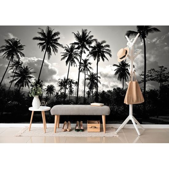 Samolepiaca tapeta kokosové palmy v žiare slnka v čiernobielom prevedení